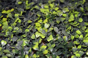 BOXWOOD CERCA